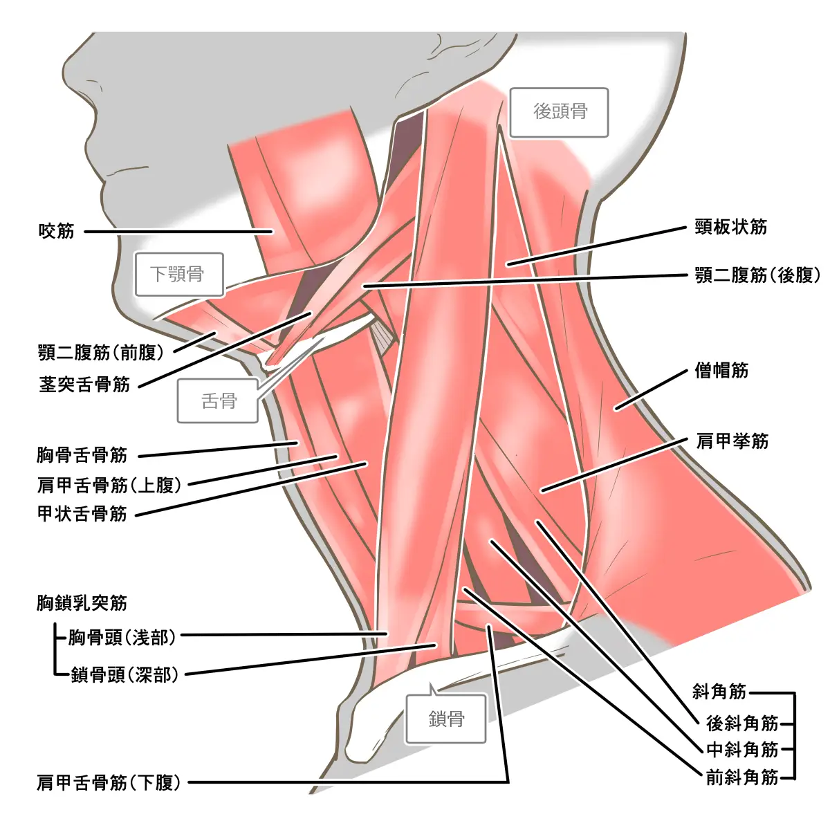 首の筋肉図