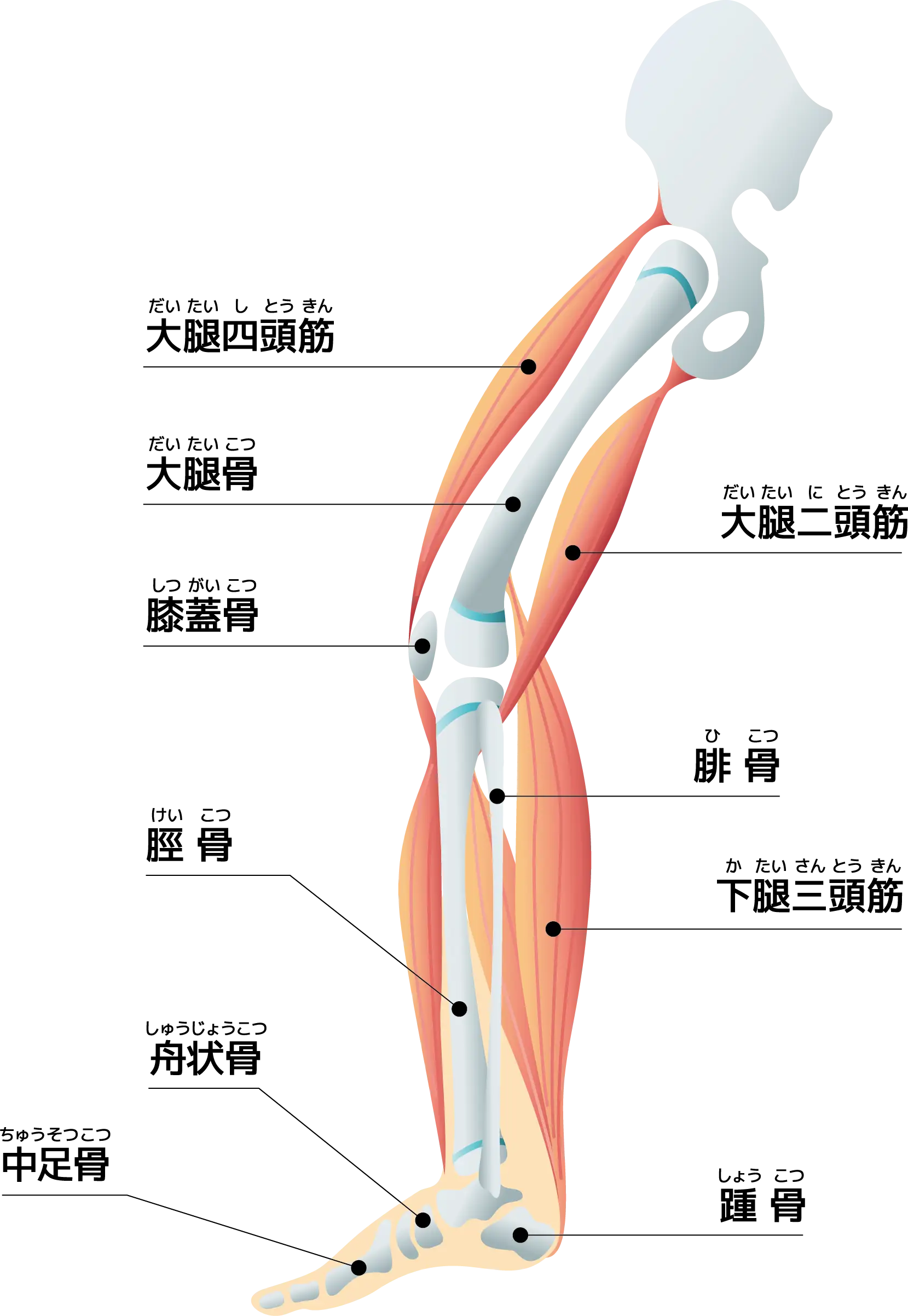 脚の筋肉と骨のイラスト図