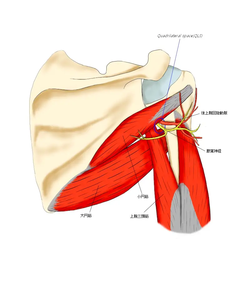 肩甲骨と付着する筋肉図
